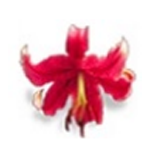 《金佛创新手机考勤系统v1.01》软件免费下载|系统工具·1.01