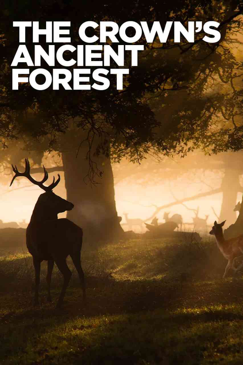 《王室的古森林》最新免费高清电影无广告在线播放|纪录片·英国·2021  第1张